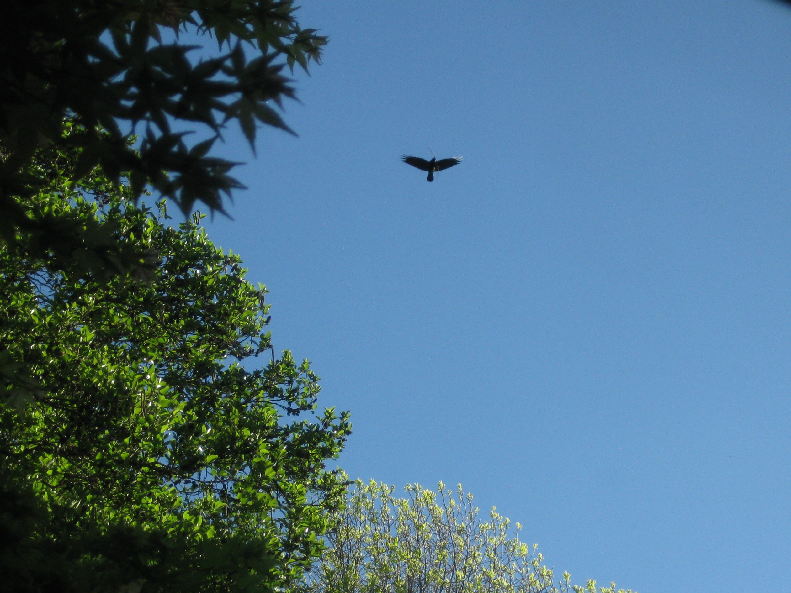 Crow Flying Over